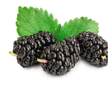 Mulberry Extract