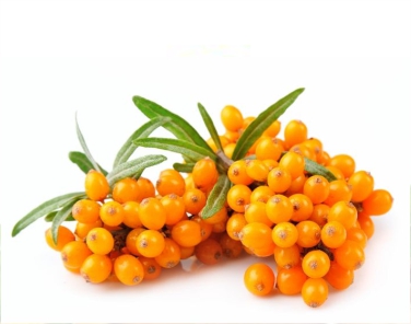 Sea Buckthorn