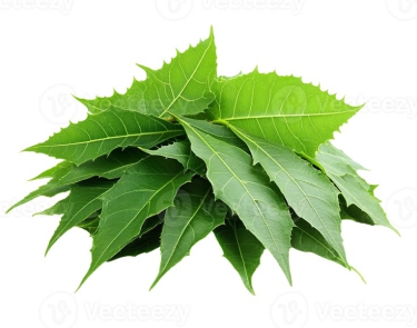Neem