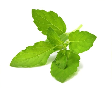 Tulsi