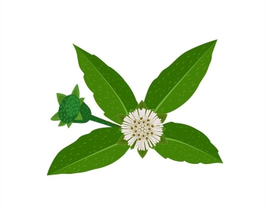 Bhringraj