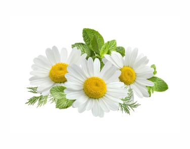 Chamomile