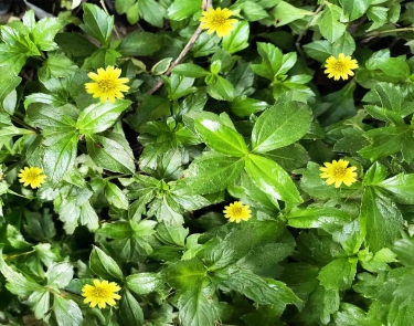 Mix False Daisy