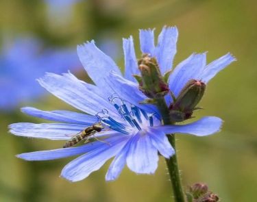 Chicory 