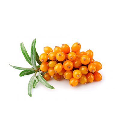 Sea Buckthorn (Hippophae Salicifolia)