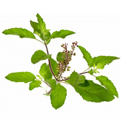 Holy Basil (Ocimum Sanctum)